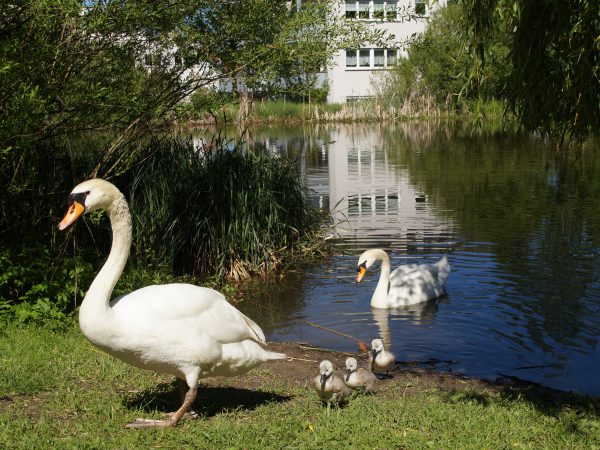 Wohnprojekt am Köchlinweiher